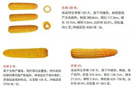 玉米新品种——巴单3号、巴单28号
