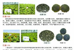 食用向日葵杂交种——巴葵118、巴葵138