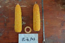 高产高淀粉玉米新品种钧凯918（巴玉903）