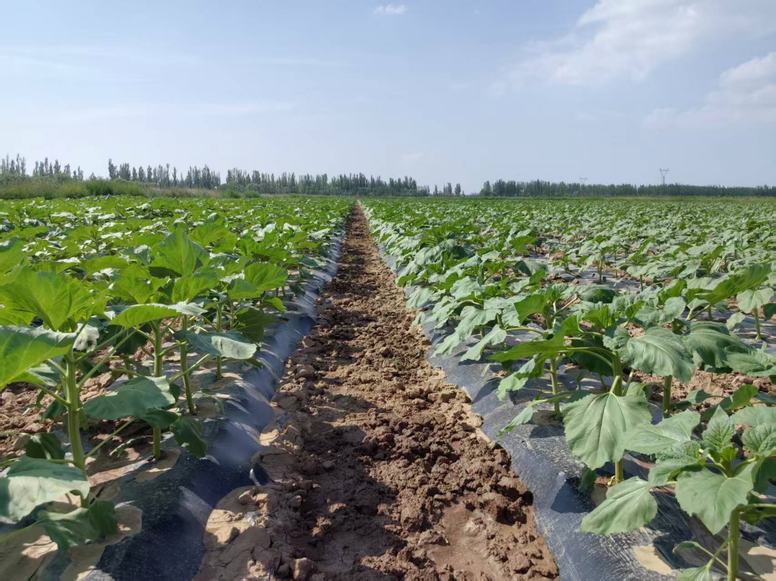 盐碱地食用向日葵高垄覆膜滴灌抑盐增产增效技术入选2026年内蒙古农牧业主推技术