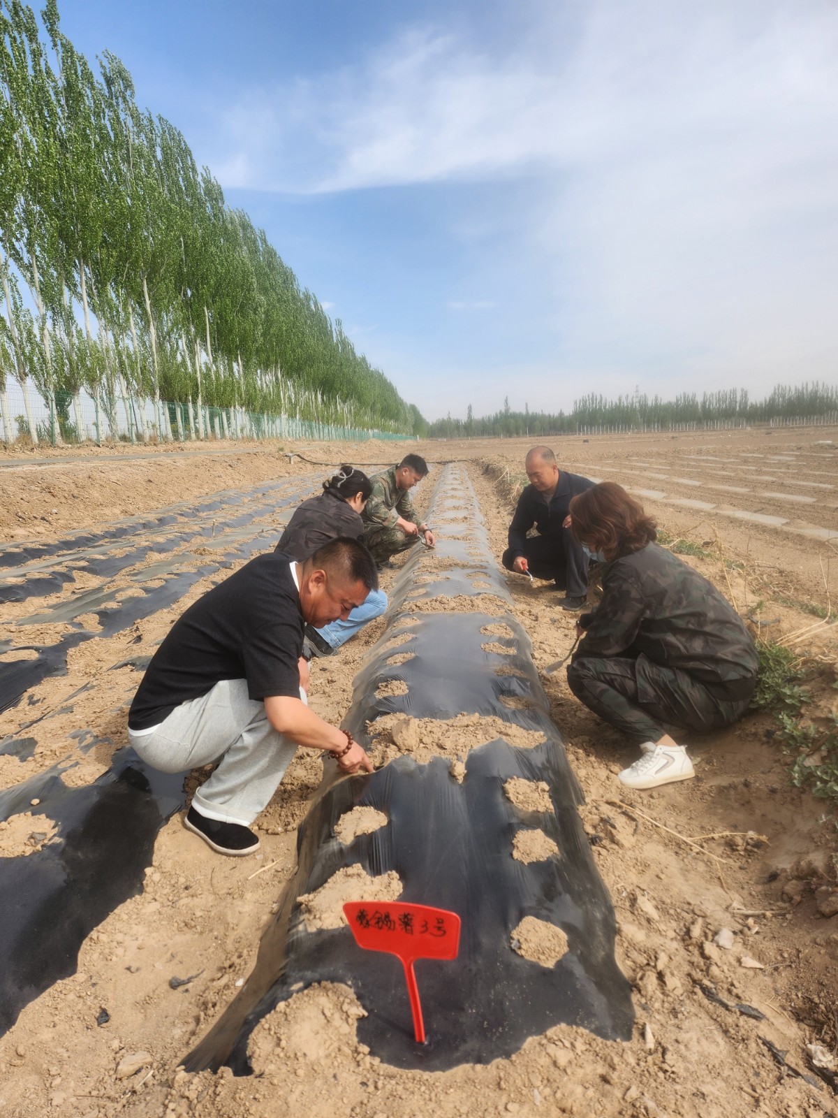 科技试种探新路 品种试验助增收——市农科所马铃薯新品种区域试验顺利完成播种