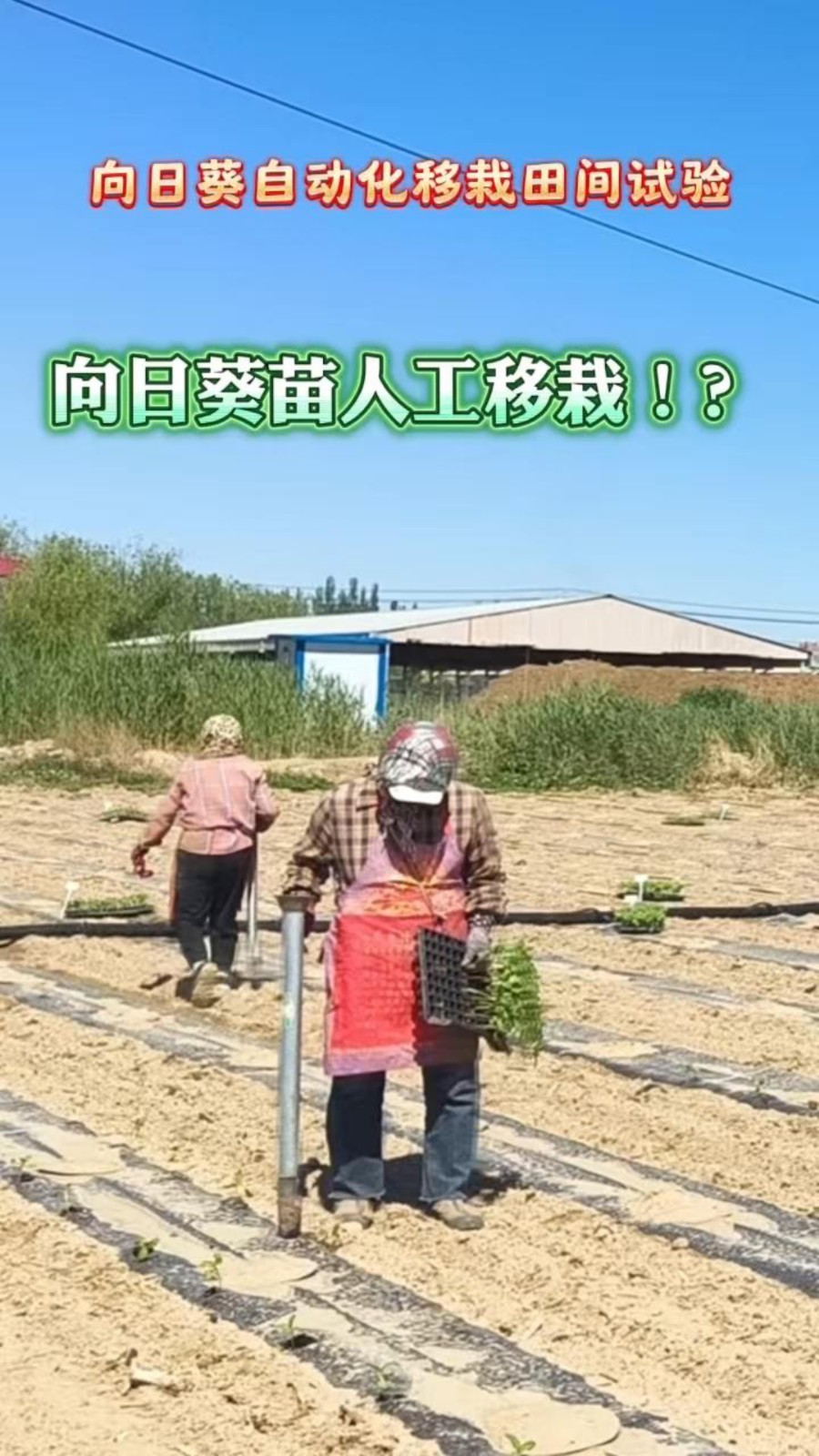 向日葵自动化移栽田间试验