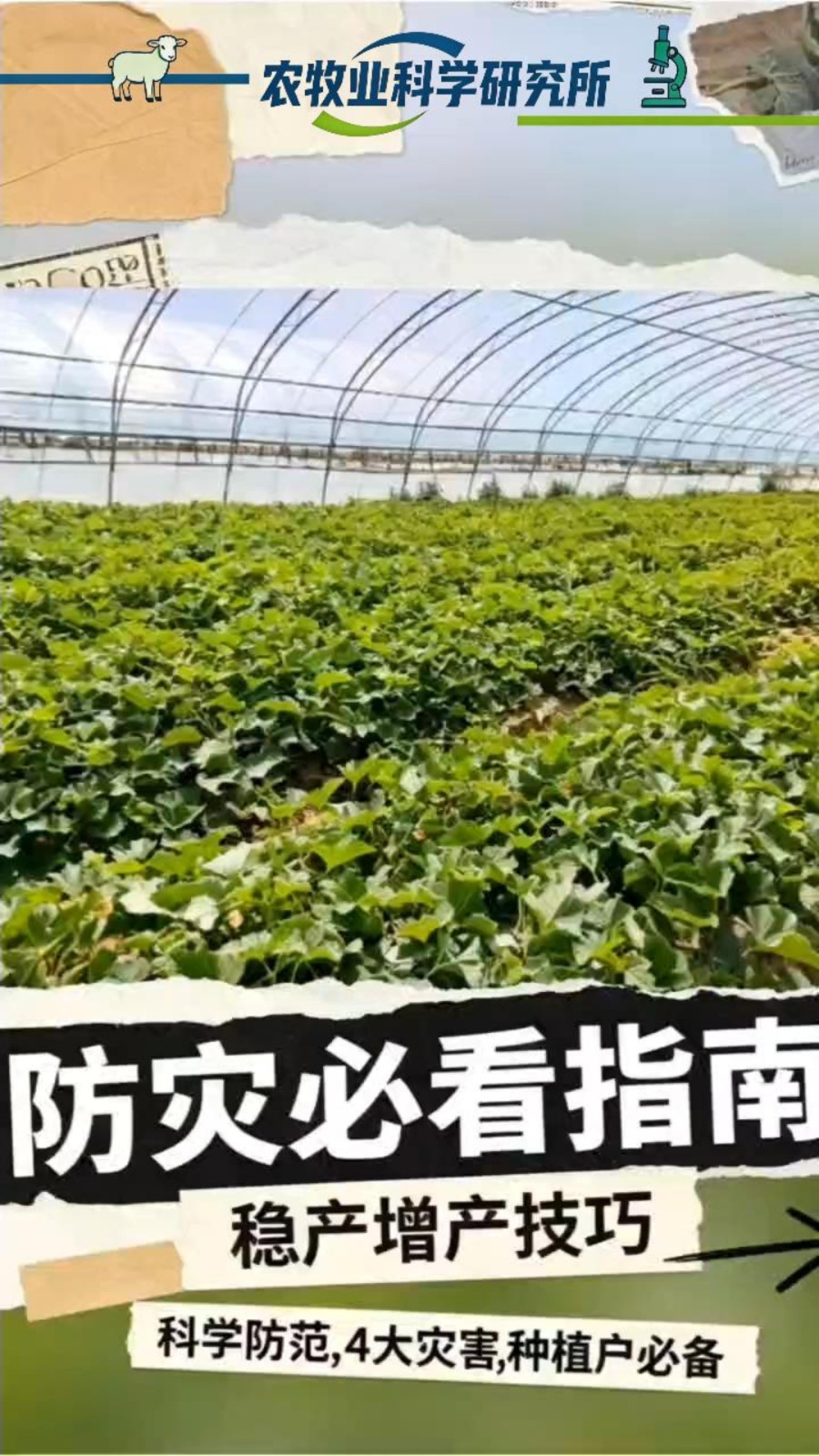 巴彦淖尔市设施西甜瓜气象灾害预防指南