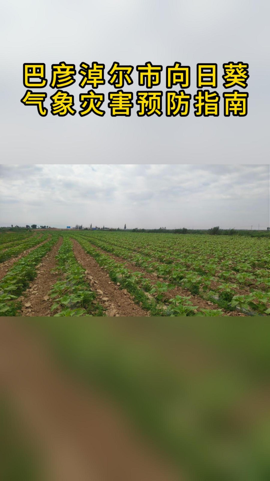 巴彦淖尔市向日葵气象灾害预防指南
