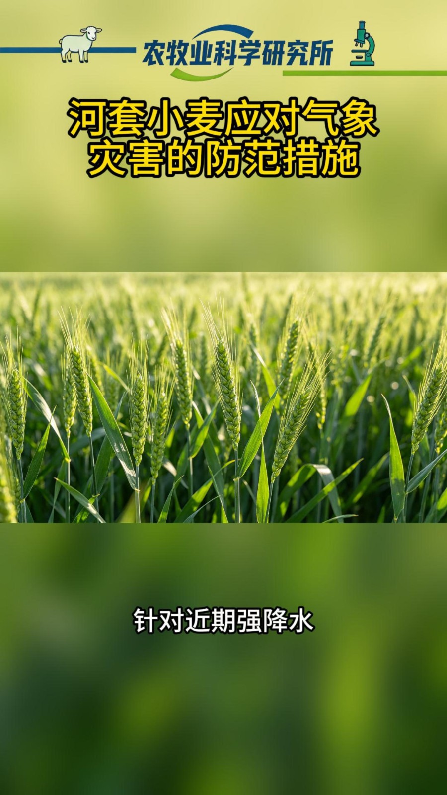 河套小麦应对气象灾害的防范措施