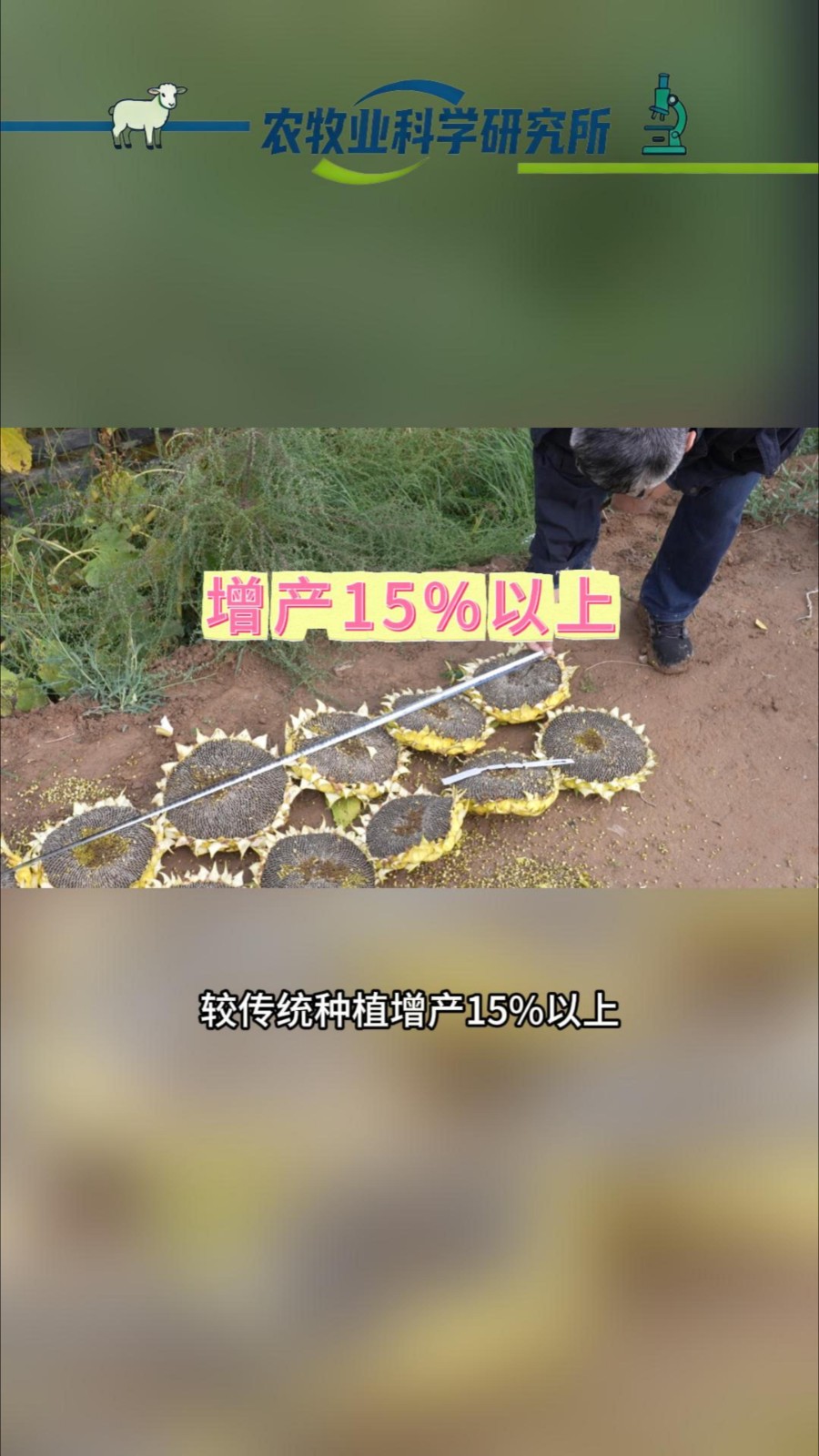 建成首个盐碱地向日葵高垄覆膜滴灌种植技术千亩示范园区
