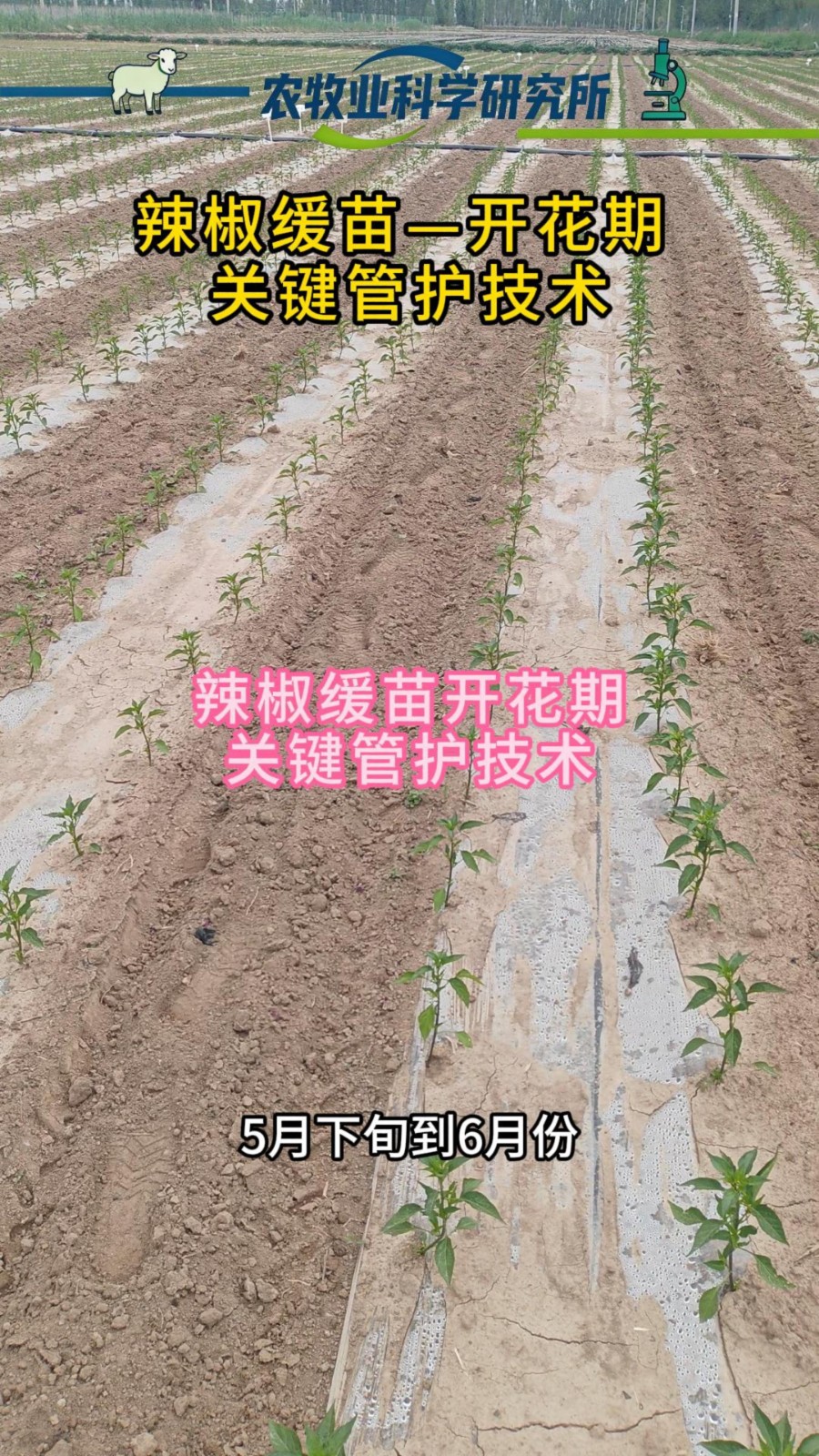 辣椒缓苗开花期关键管护技术