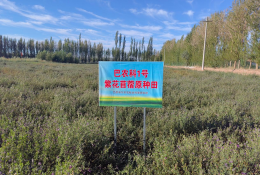 巴农科1号紫花苜蓿